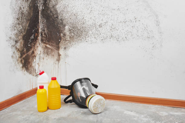Best Certified Mold Removal  in Sylvania, GA