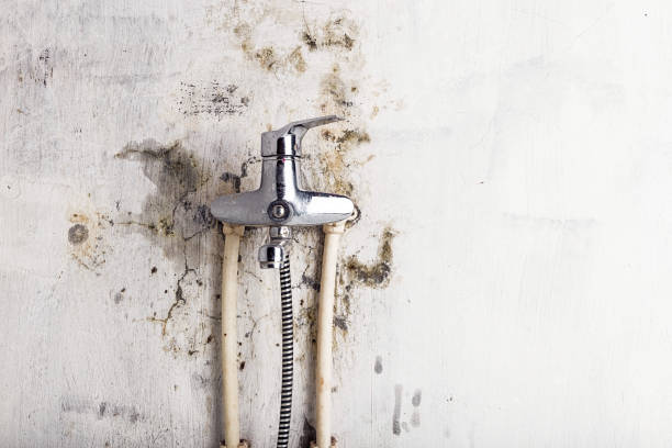 Best Emergency Mold Removal  in Sylvania, GA