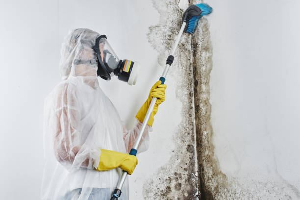 Best Certified Mold Removal  in Sylvania, GA