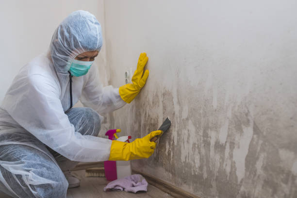 Professional Mold Removal in Sylvania, GA