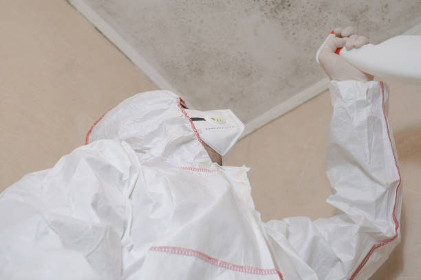 Attic Mold Removal in Sylvania, GA